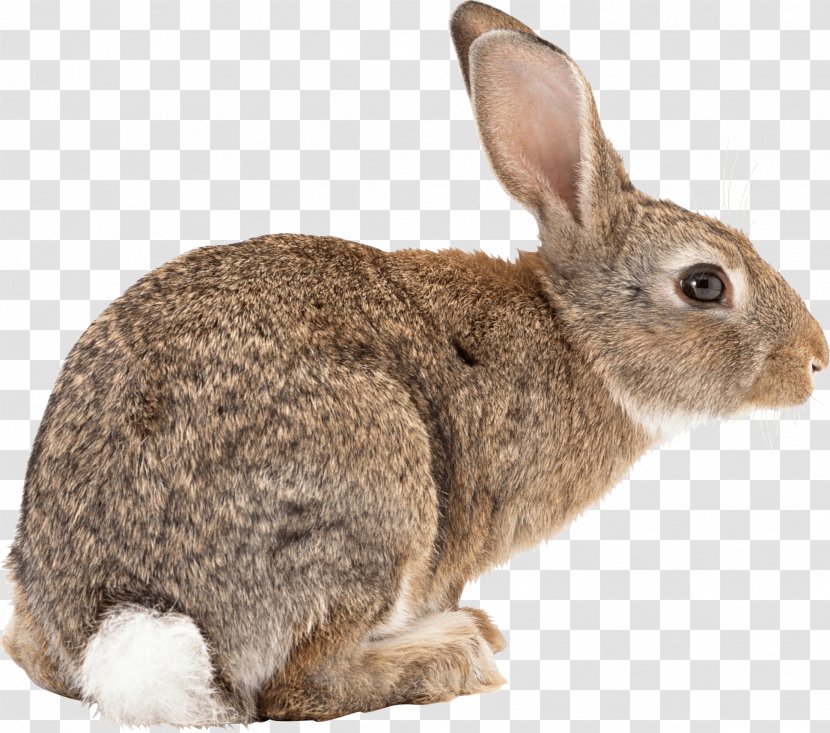 Flemish Giant Rabbit Easter Bunny Californian Angora Hare - Wildlife - Image Transparent PNG