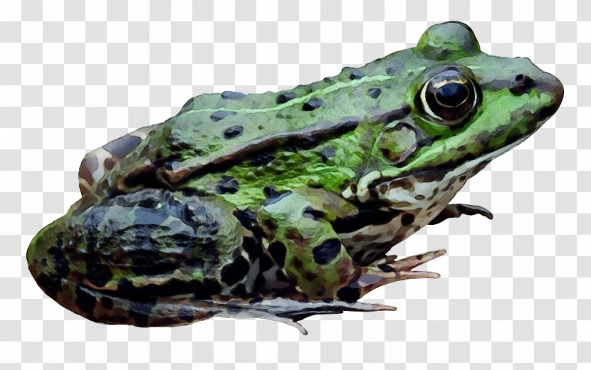 Frog Amphibians Transparency Image - Northern Leopard - American Bullfrog Transparent PNG