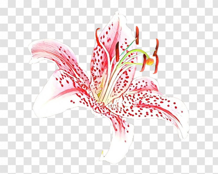 Plant Pink Flower Graphic Design Stargazer Lily Transparent PNG