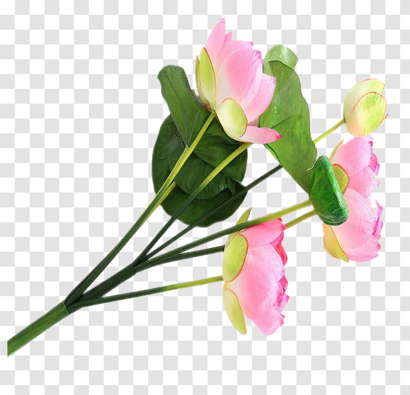 Nelumbo Nucifera Floral Design Flower Lotus Effect - Herbaceous Plant Transparent PNG