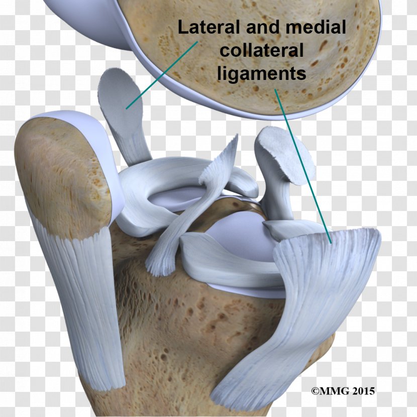 Joint Anterior Cruciate Ligament Knee Sprains And Strains - Soft Tissue Transparent PNG