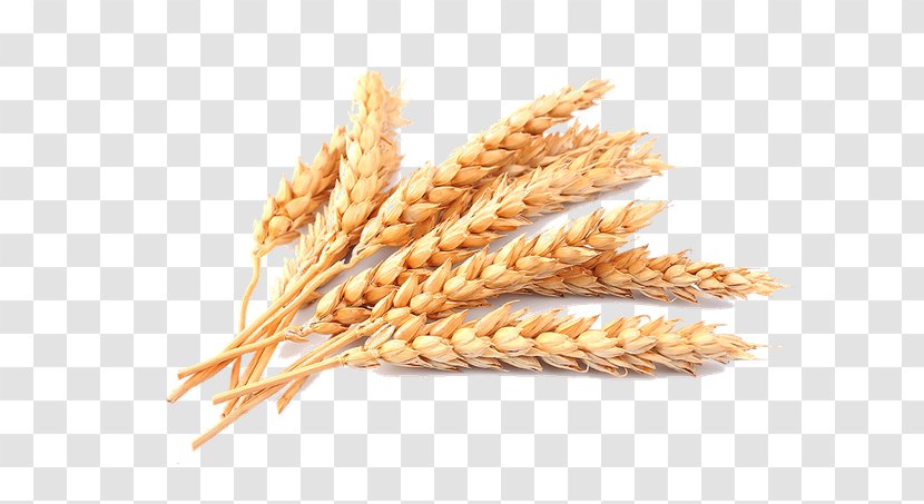 Cereal Common Wheat Stock Photography Ear - Oat Transparent PNG