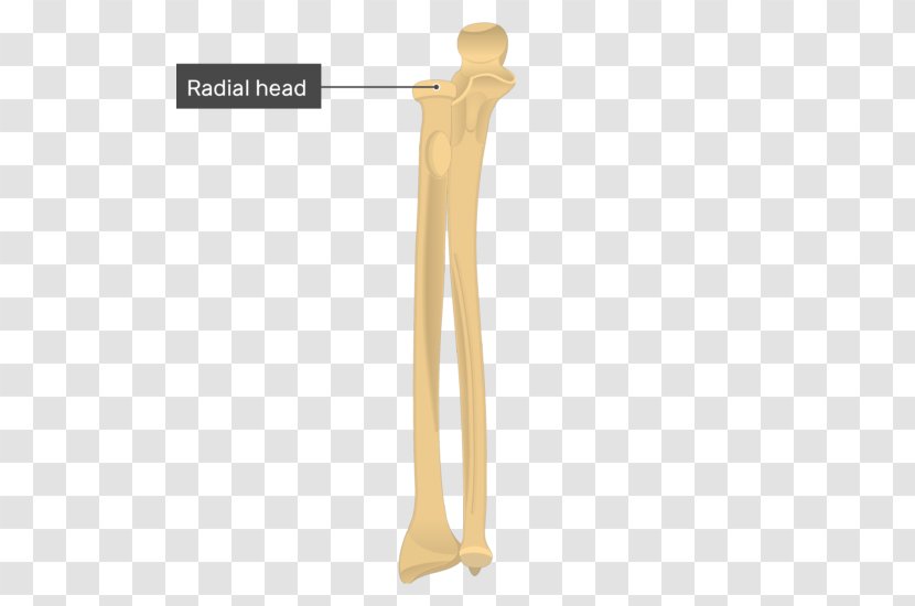 Ulna Radius Bone Anatomy Radial Tuberosity - Human Body - Arm Transparent PNG