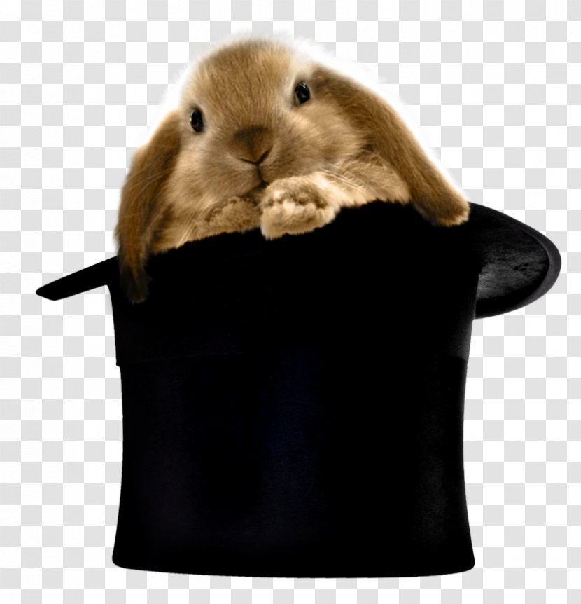 The Magic Hats Rabbit Top Hat Clip Art - Snout Transparent PNG