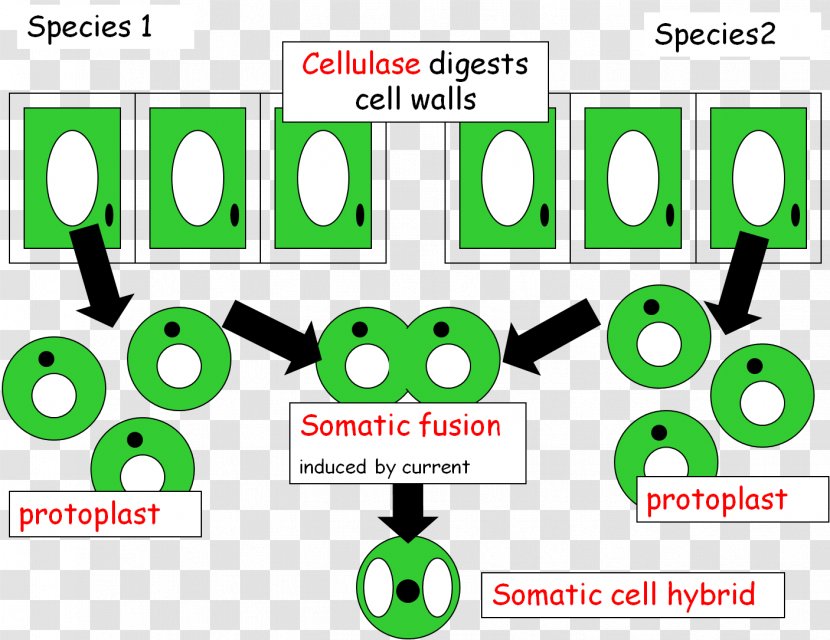 Somatic Fusion Mrs Matheson Portree High School Logo Technology - Genetics - Symbol Transparent PNG