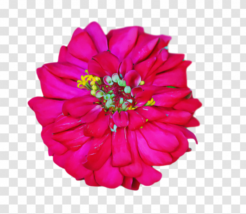 Floral Design Transparent PNG