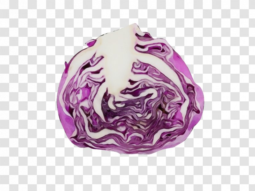 Violet Purple Cabbage Vegetable Red - Magenta Transparent PNG
