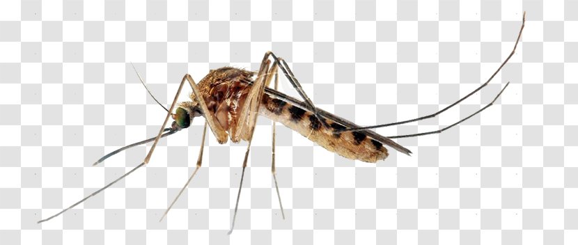 Insect Yellow Fever Mosquito Control Ovitrap Marsh Mosquitoes - Aedes Albopictus Transparent PNG