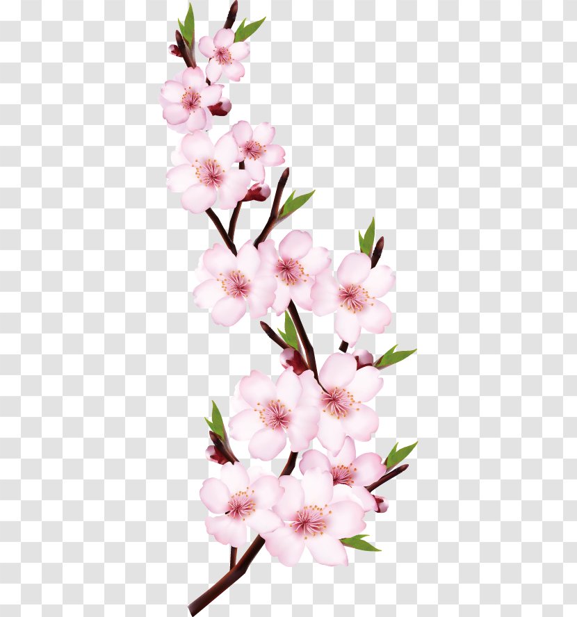Peach Flower Shoot - Petal - Blossom Matched Red Transparent PNG