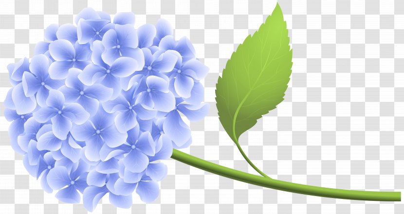 Hydrangea Clip Art - Violet - Blue Hortensia Transparent PNG