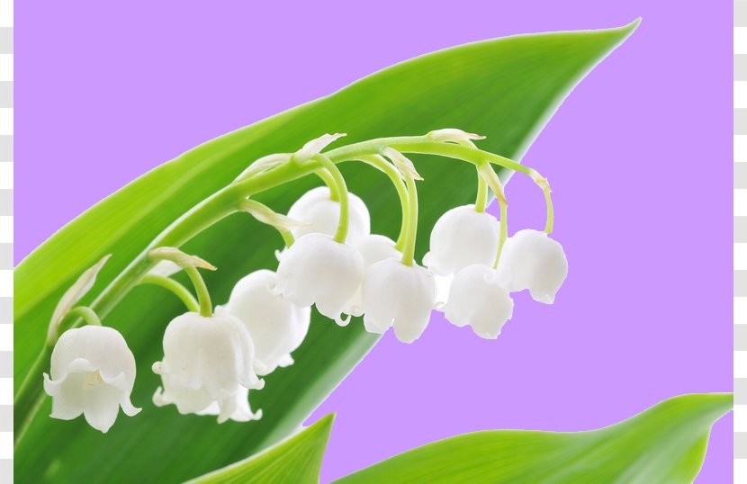 Lily Of The Valley Flower 1 May Labour Day Transparent PNG