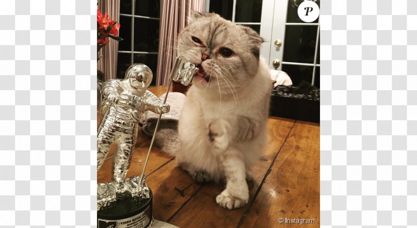 Olivia Benson Scottish Fold Meredith Grey Kitten Common Admission Test (CAT) · 2017 - Pet Transparent PNG