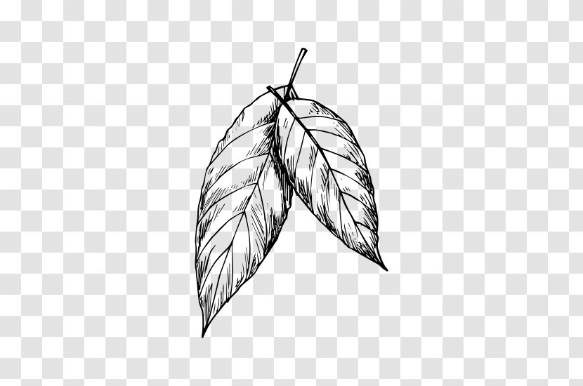 Black & White - Twig - M Leaf Product Design Art Transparent PNG