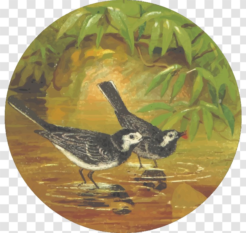 Feathered Favourites: British Birds T-shirt Drawing Clip Art - Kingfisher - Water Bird Transparent PNG