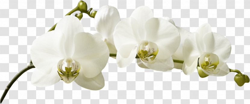 Orchids White Photography Flower - Plant Stem - Orchid Transparent PNG