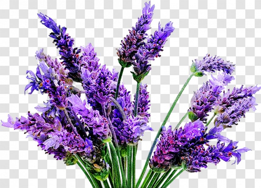 English Lavender Lavandula Latifolia Plant French Oil - Grass Transparent PNG