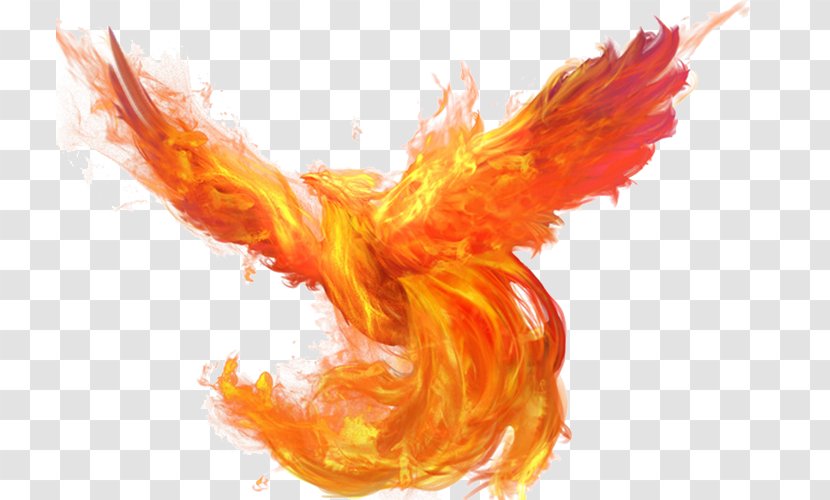 U5927u5929u4f7fu4e4bu5251 Flame Fire Download - Beak - Brilliant Phoenix Transparent PNG
