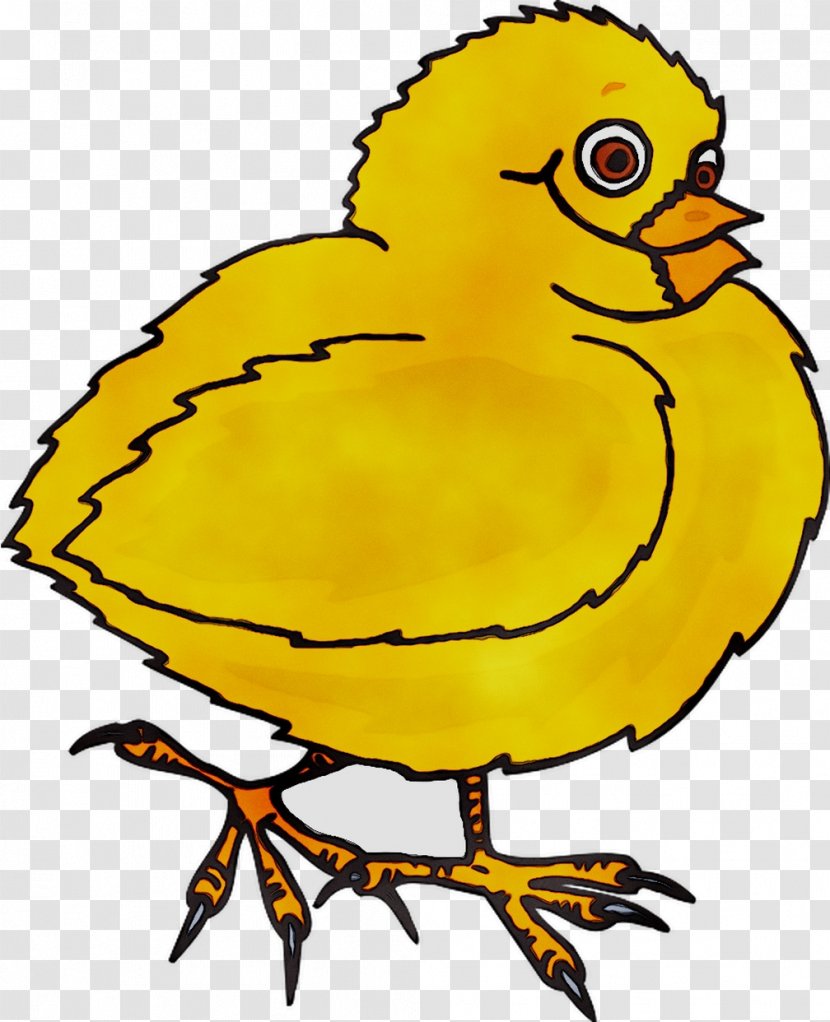 Chicken Fowl Bird Beak Poultry - Wing - Art Transparent PNG