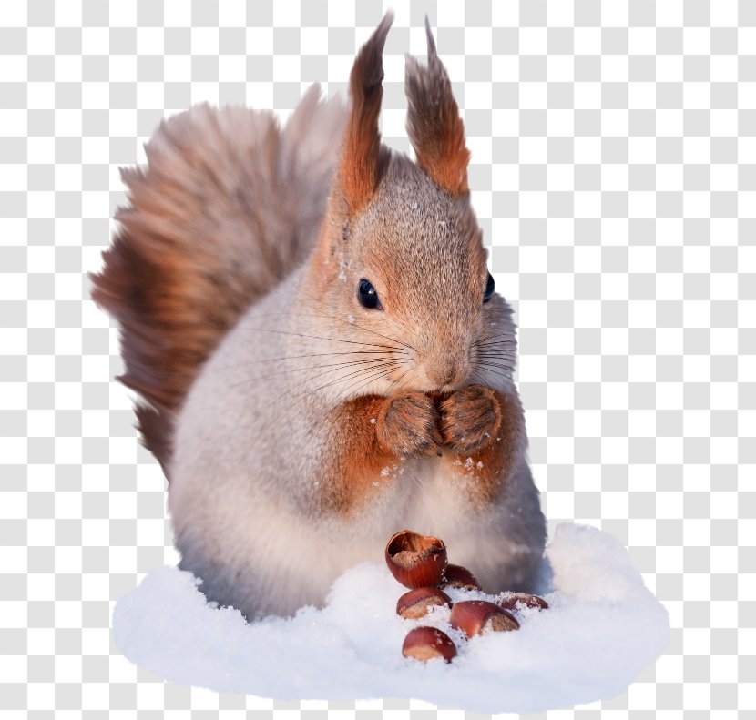 Tree Squirrels Red Squirrel Gray Wolf Winter - Acorn Transparent PNG