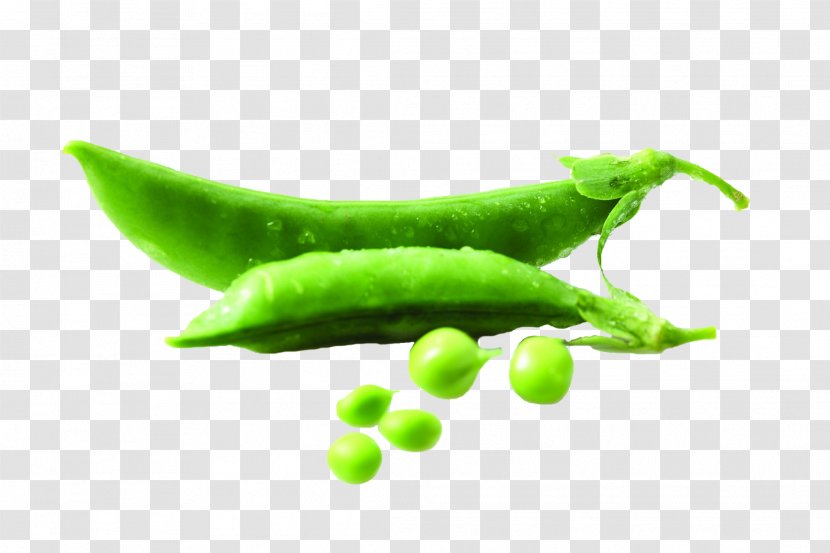 Pea Bean Vegetable Food Legume - Disease Transparent PNG
