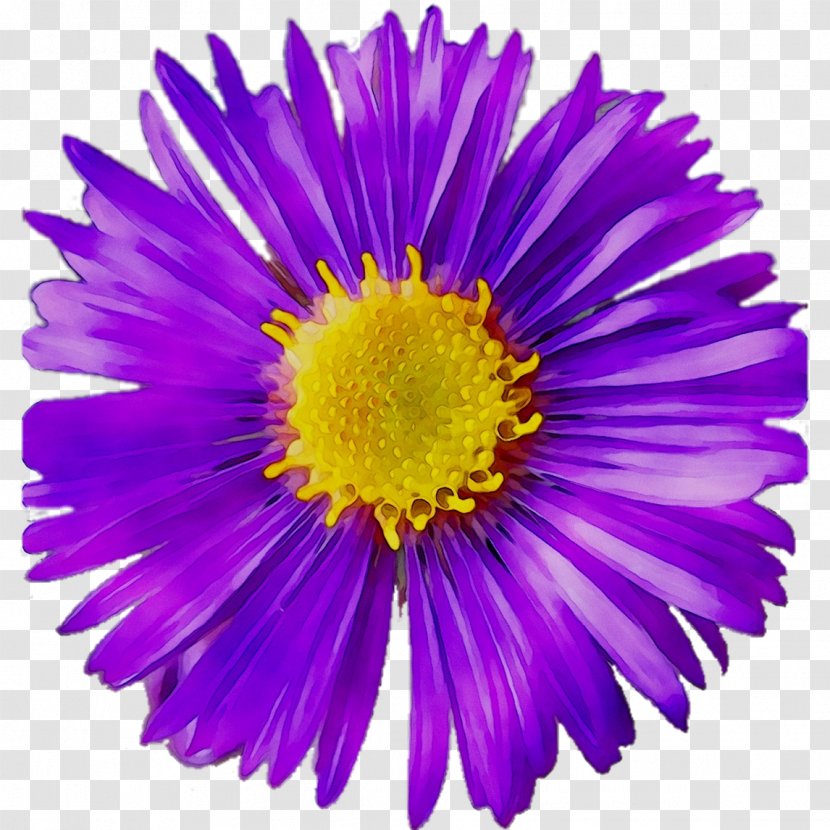 Chrysanthemum Cut Flowers Aster Purple - Petal Transparent PNG