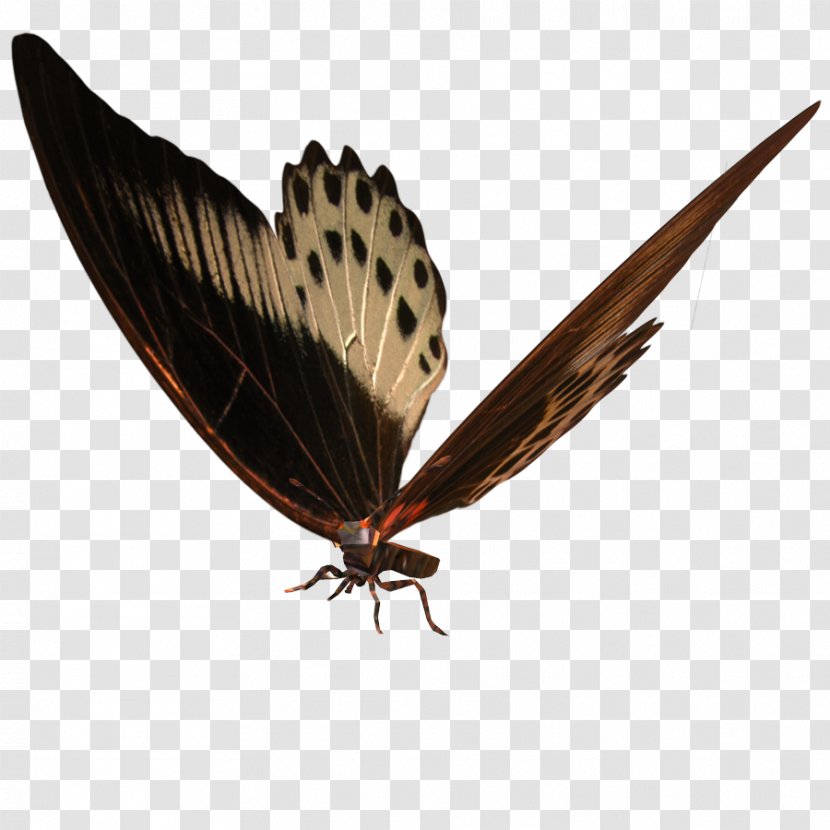 Moth - Moths And Butterflies - Kelebek Transparent PNG