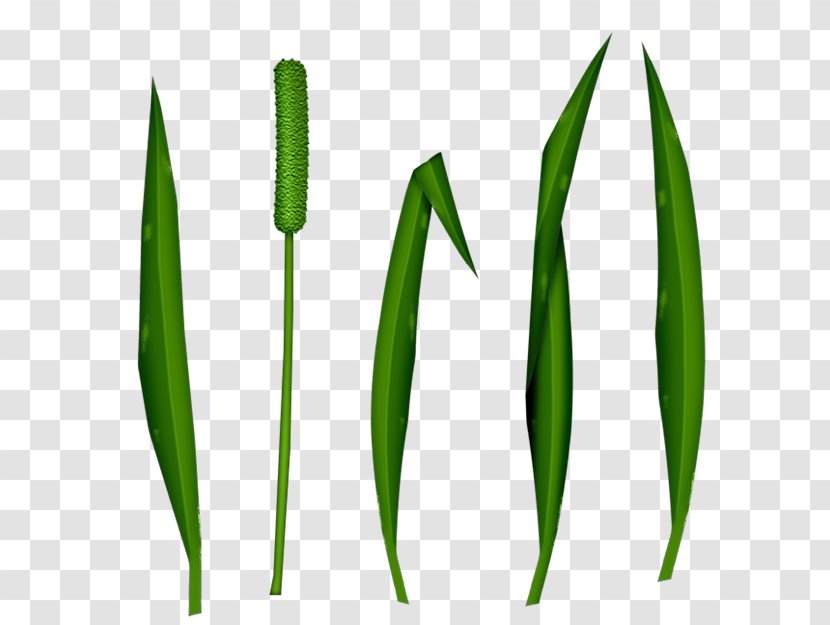 Leaf Commodity Grasses Plant Stem - Star Background Transparent PNG