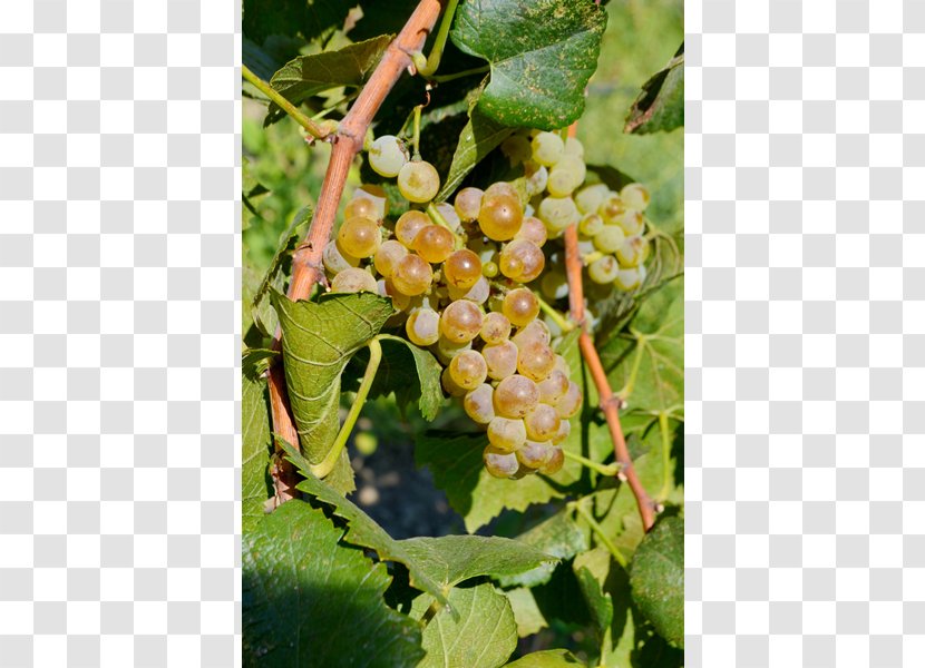 Common Grape Vine Ukiah Cox Vineyard Seedless Fruit - Soil Transparent PNG