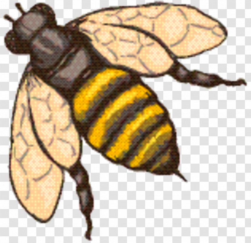 Bee Background - Hornet - Wasp Bumblebee Transparent PNG