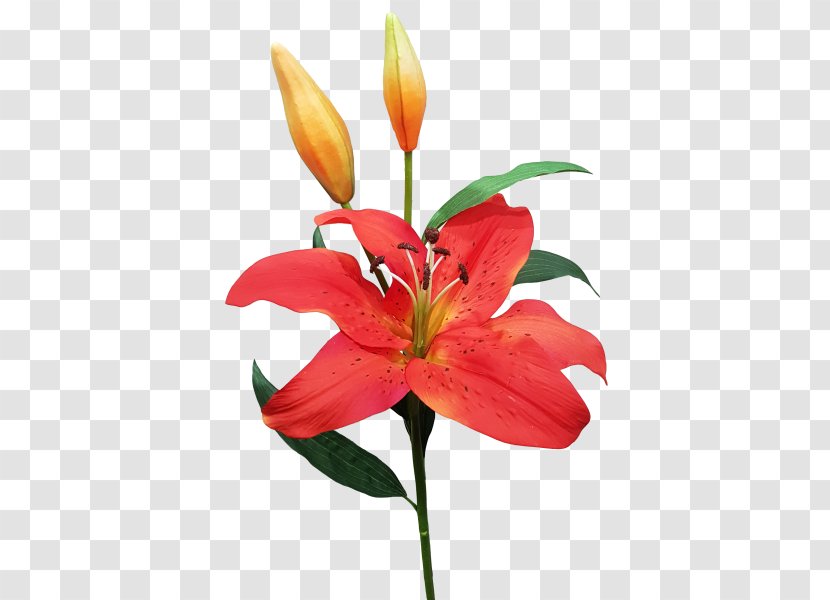 Orange Lily Cut Flowers Floral Design Plant Stem Transparent PNG