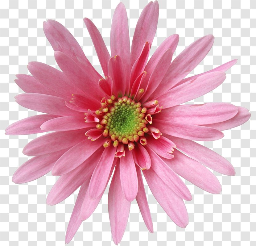 FLORES - Annual Plant - Daisy Transparent PNG