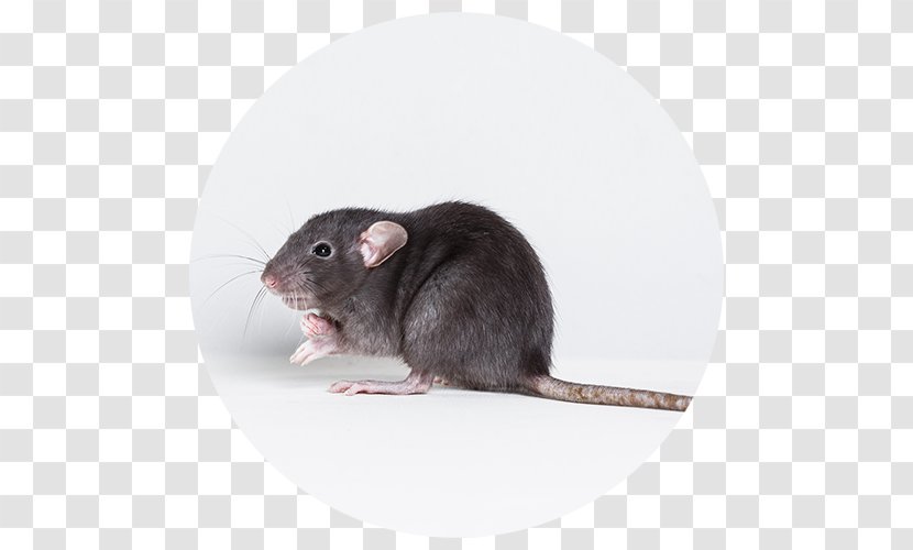 Brown Rat Black Mouse Rodent Pest Control - Murids - Rats Pests Transparent PNG
