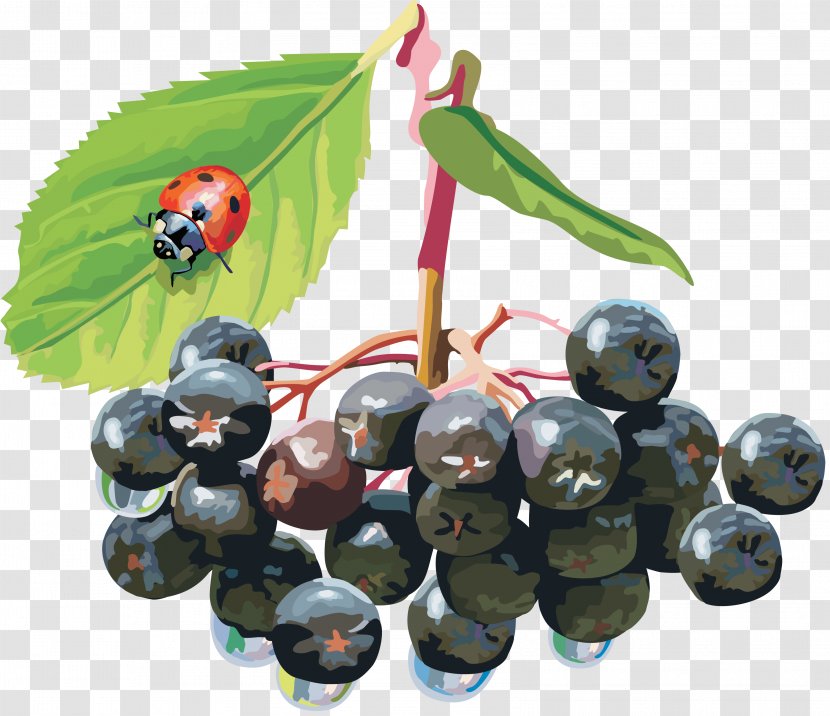Sorbus Aucuparia Berry Aronia Melanocarpa Shrub - Fruit - Blueberries Transparent PNG