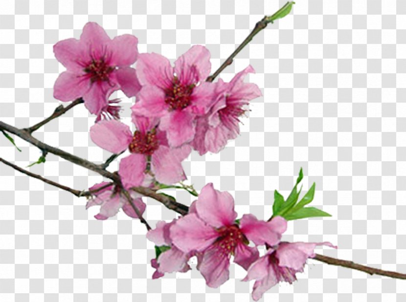 Cherry Blossom Clip Art - Plant Transparent PNG