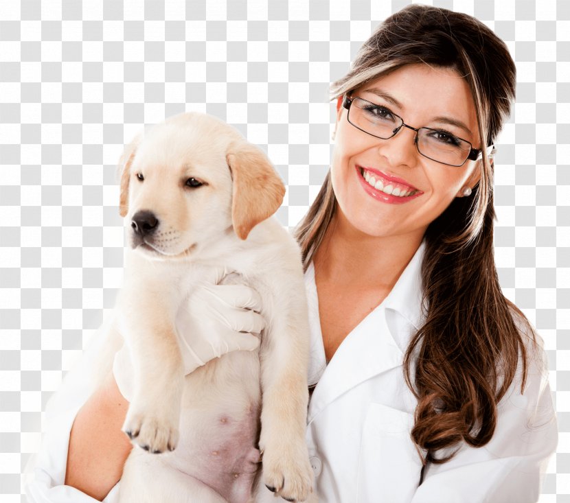Dog Veterinarian Veterinary Medicine Rahway Animal Hospital Pharmacy Transparent PNG