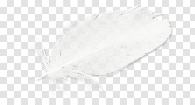 White Feather Black - Wing - Feathers Transparent PNG