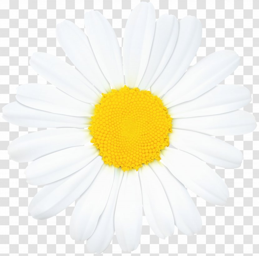 Common Daisy Oxeye Chamomile Clip Art Transparent PNG