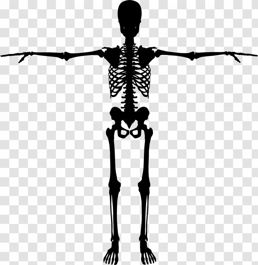 Human Skeleton Bone Body - Black And White Transparent PNG