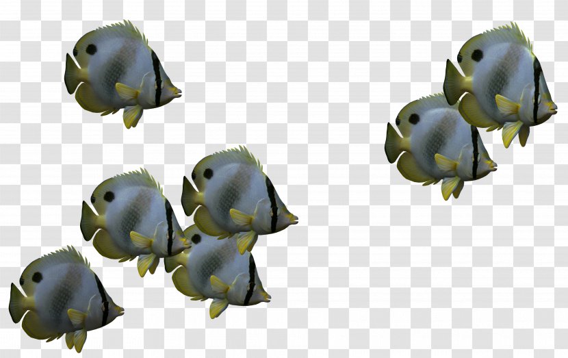 Fish 3D Computer Graphics Icon - World Wide Web - Biological 3d Fish,Cartoon Transparent PNG