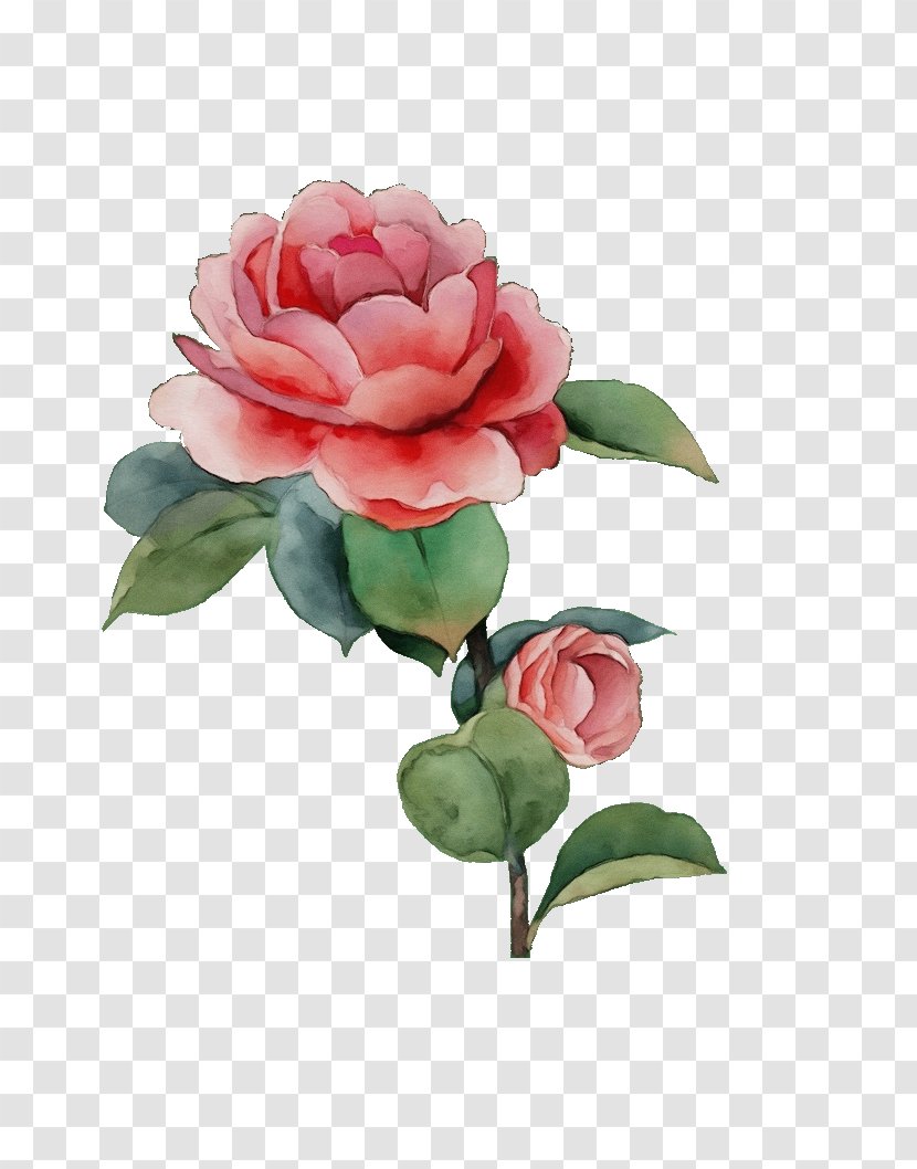 Garden Roses - Flower - Rose Transparent PNG