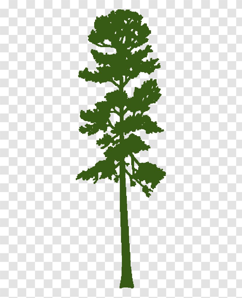 Pine Tree Silhouette - Woody Plant - Arbor Day Plane Transparent PNG