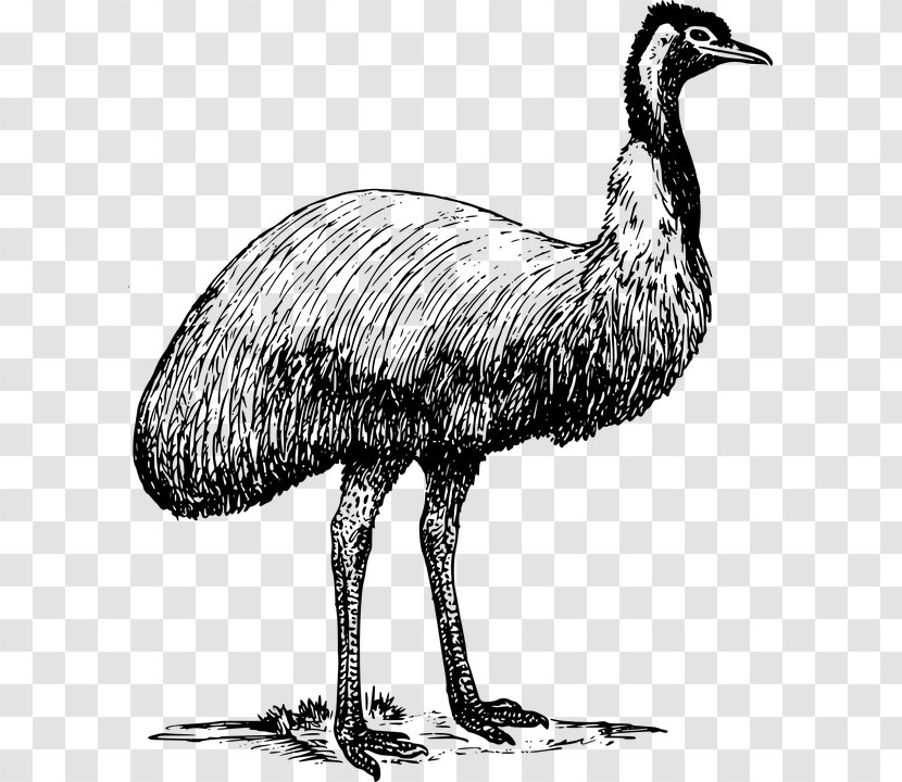 Emu Common Ostrich Clip Art - Crane - Animal Zoo Transparent PNG