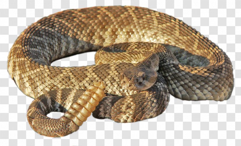 Rattlesnake - Hognose Snake - Scaled Reptile Transparent PNG
