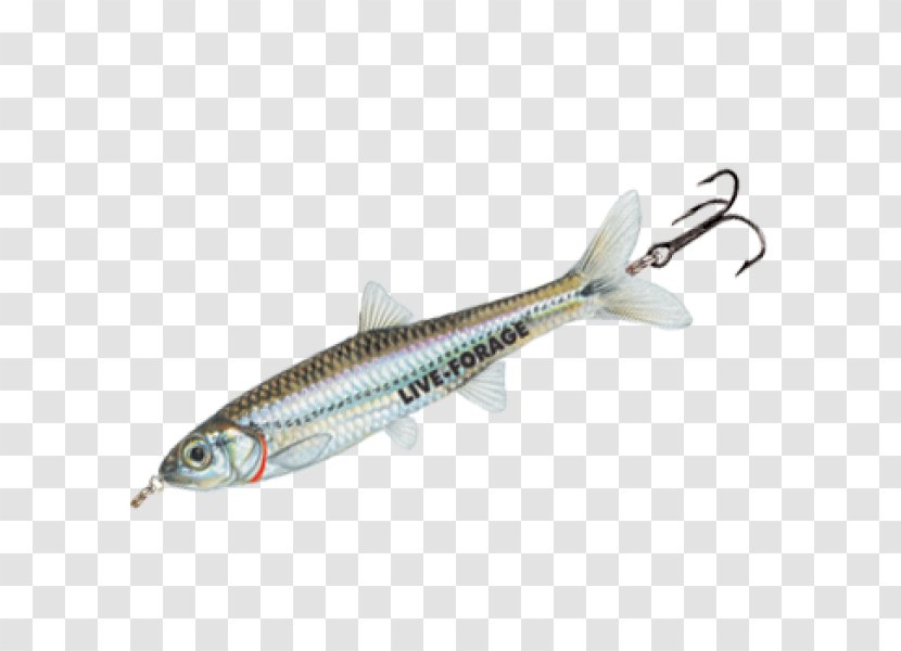 Fishing Baits & Lures Minnow Sardine Surface Lure - Fin - Fish Fried Transparent PNG