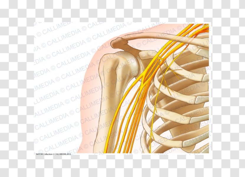 Human Anatomy Shoulder Body Bone - Cartoon - Arm Transparent PNG