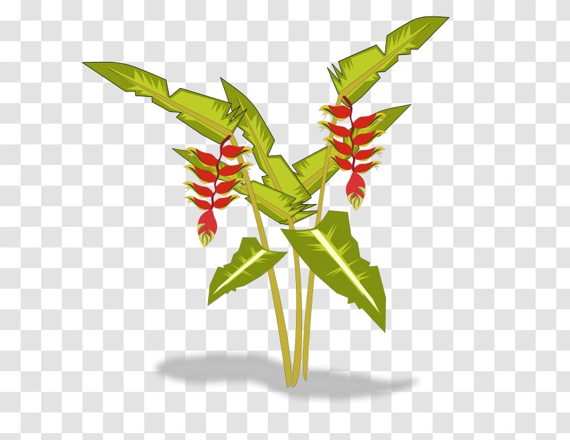 Heliconia Psittacorum Clip Art - Plant Stem - Plants Transparent PNG