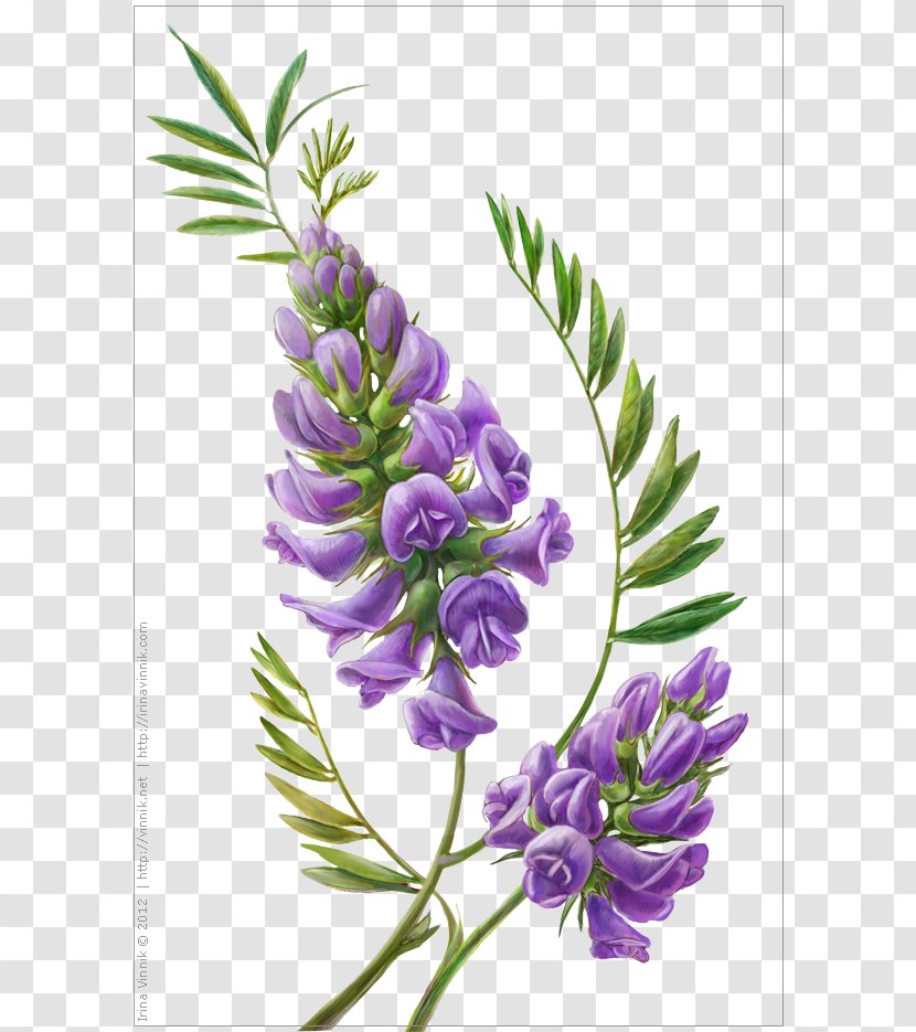 Wisteria Flower Botanical Illustration Botany - Plant Stem - Hand-painted Lily Of The Valley Transparent PNG