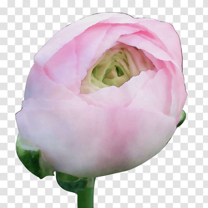 Garden Roses Transparent PNG