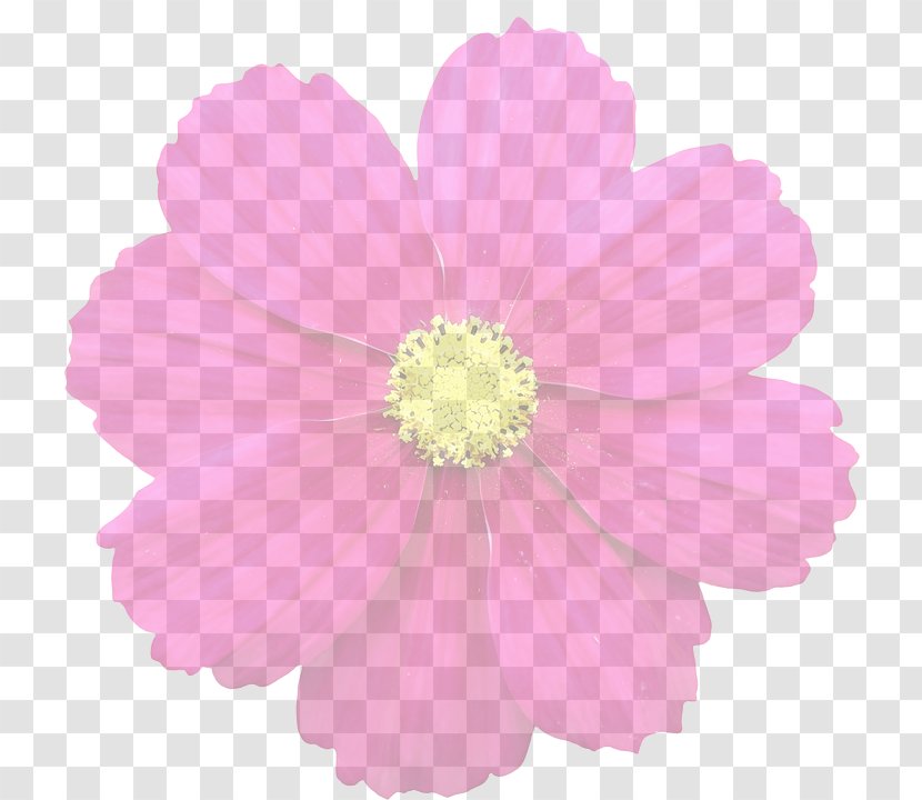 Flower Clip Art - Daisy Family - Floral Background Transparent PNG
