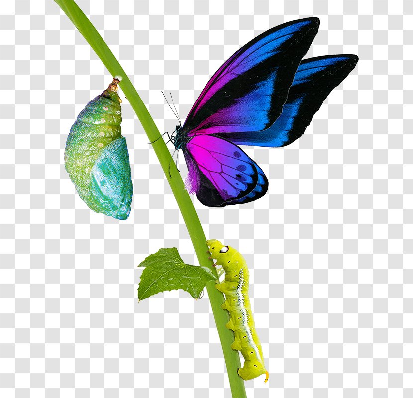 Brush-footed Butterflies Book Gossamer-winged Clip Art Butterfly - Flower Transparent PNG